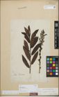 Foto von Salix purpurea L. x Salix viminalis L.